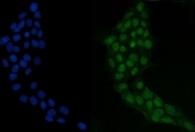 Immunofluorescent staining of FFPE human A431 cells with GRHL2 antibody (green) and DAPI nuclear stain (blue). HIER: steam section in pH6 citrate buffer for 20 min.