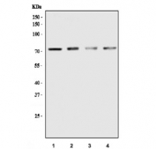 Western blot testing of human 1) T-47D, 2) RT-4, 3) HaCat and 4) MCF7 cell lysate with GRHL2 antibody. Predicted molecular weight ~71 kDa.