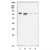 Western blot testing of human 1) HEL, 2) K562, 3) HaCat and 4) HL60 cell lysate with Histidine decarboxylase antibody. Predicted molecular weight: ~74/70 kDa (isoforms 1/2).