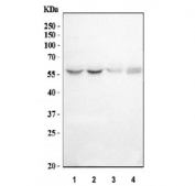 Western blot testing of 1) human HeLa, 2) human 293T, 3) human K562 and 4) mouse ANA-1 cell lysate with IMPDH1 antibody. Predicted molecular weight ~55 kDa.