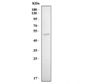 Western blot testing of human 293T cell lysate with KIR3DL1 antibody. Predicted molecular weight ~49 kDa.