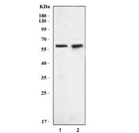 Western blot testing of human 1) PC-3 and 2) HeLa cell lysate with Krueppel-like factor 4 antibody. Predicted molecular weight: 50-60 kDa + possible ~75 kDa (phosphorylated form).