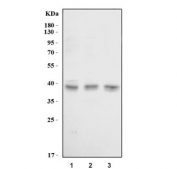 Western blot testing of human 1) 293T, 2) A431 and 3) HeLa cell lysate with L1RE1 antibody. Predicted molecular weight ~40 kDa.