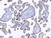 IHC staining of FFPE human placental tissue with LNPEP antibody. HIER: boil tissue sections in pH8 EDTA for 20 min and allow to cool before testing.