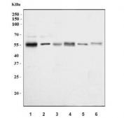 Western blot testing of 1) rat brain, 2) rat heart, 3) L6, 4) mouse brain, 5) mouse HEPA1-6 and 6) mouse C2C12 cell lysate with Mavs antibody. Predicted molecular weight: 51-54 kDa (cleaved), 57 kDa (unmodified), 75 kDa (aggregated).