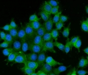 Immunofluorescent staining of FFPE human MCF7 cells with RAB13 antibody (green) and DAPI nuclear stain (blue). HIER: steam section in pH6 citrate buffer for 20 min.