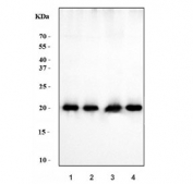 Western blot testing of human 1) HeLa, 2) Caco-2, 3) MCF7 and 4) 293T cell lysate with RAB13 antibody. Expected molecular weight: ~23 kDa.