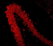 Immunofluorescent staining of FFPE rat brain tissue with Rbfox3 antibody. HIER: boil tissue sections in pH8 EDTA for 20 min and allow to cool before testing.