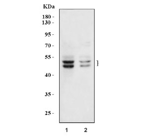 Western blot testing of 1) rat brain and 2) mouse brain tissue lysate with Rbfox3 antibody. Expected molecular weight: 46-48 kDa (two isoforms may be visualized).