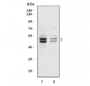 Western blot testing of 1) rat brain and 2) mouse brain tissue lysate with Rbfox3 antibody. Expected molecular weight: 46-48 kDa (two isoforms may be visualized).