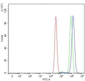 Flow cytometry testing of human MCF7 cells with RPS6KB1 antibody at 1ug/million cells (blocked with goat sera); Red=cells alone, Green=isotype control, Blue= RPS6KB1 antibody.~