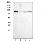 Western blot testing of human 1) HeLa, 2) A549, 3) T-47D and 4) K562 cell lysate with Ribonucleotide Reductase M1 antibody. Predicted molecular weight ~90 kDa.