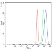 Flow cytometry testing of human U-87 MG cells with Ribonucleotide Reductase M1 antibody at 1ug/million cells (blocked with goat sera); Red=cells alone, Green=isotype control, Blue= Ribonucleotide Reductase M1 antibody.