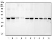 Western blot testing of 1) human HL60, 2) human Caco-2, 3) human SW620, 4) human U-2 OS, 5) human MDA-MB-453, 6) human PC-3, 7) rat PC-12, 8) rat RH-35, 9) mouse NIH 3T3 and 10) mouse RAW264.7 cell lysate with RRS1 antibody. Predicted molecular weight ~41 kDa.