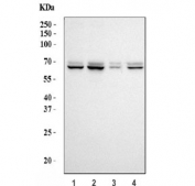 Western blot testing of human 1) 293T, 2) HepG2, 3) K562 and 4) HCCT cell lysate with SERPINF2 antibody. Predicted molecular weight: ~55 kDa (isoform 1) and ~48 kDa (isoform 2), but can be observed at 55-65 kDa depending on glycosylation level.