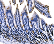 IHC staining of FFPE mouse colon tissue with Sigma1-receptor antibody. HIER: boil tissue sections in pH8 EDTA for 20 min and allow to cool before testing.