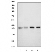 Western blot testing of 1) monkey COS-7, 2) human HCCP, 3) rat liver and 4) mouse liver tissue lysate with SLC10A1 antibody. Expected molecular weight: 38~45 kDa.