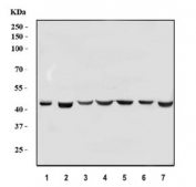 Western blot testing of 1) human placenta, 2) human Caco-2, 3) human HeLa, 4) rat brain, 5) rat C6, 7) mouse brain and 8) mouse NIH 3T3 cell lysate with KLF14 antibody. Predicted molecular weight ~40 kDa.