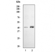 Western blot testing of 1) human K562 and 2) human Raji cell lysate with SPI1 antibody. Predicted molecular weight ~31 kDa but routinely observed at ~40 kDa.