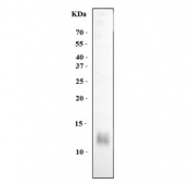 Western blot testing of human MCF7 cell lysate with Estrogen Inducible Protein pS2 antibody. Predicted molecular weight ~12 kDa.