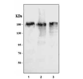 Western blot testing of human 1) K562, 2) HEL and 3) A549 cell lysate