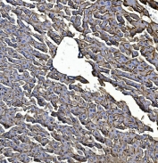 IHC staining of FFPE mouse liver with Egf receptor antibody. HIER: boil tissue sections in pH8 EDTA for 20 min and allow to cool before testing.