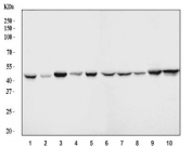 Western blot testing of 1) human K562, 2) human MCF7, 3) human Daudi, 4) human MOLT-4, 5) human HEL, 6) rat heart, 7) rat kidney, 8) rat liver, 9) mouse heart and 10) mouse kidney lysate with ACADM antibody. Predicted molecular weight: ~46 kDa.