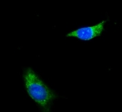 Immunofluorescent staining of FFPE human HepG2 cells with NDUFB8 antibody (green) and DAPI nuclear stain (blue). HIER: steam section in pH6 citrate buffer for 20 min.