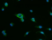 Immunofluorescent staining of FFPE human U-87 MG cells with ACP3 antibody (green) and DAPI nuclear stain (blue). HIER: steam section in pH6 citrate buffer for 20 min.
