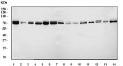 Western blot testing of 1) human U-2 OS, 2) human PC-3, 3) human HeLa, 4) human Caco-2, 5) human HEL, 6) human U-87 MG, 7) rat brain, 8) rat lung, 9) rat stomach, 10) rat PC-12, 11) mouse brain, 12) mouse lung, 13) mouse stomach and 14) mouse NIH 3T3 cell lysate with FACL4 antibody. Predicted molecular weight: ~80 kDa (long form), ~74 kDa (short form).