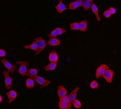 Immunofluorescent staining of FFPE human Caco-2 cells with YWHAE antibody (red) and DAPI nuclear stain (blue). HIER: steam section in pH6 citrate buffer for 20 min.