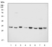 Western blot testing of 1) human HeLa, 2) human SH-SY5Y, 3) human SW620, 4) human Raji, 5) rat brain, 6) rat PC-12, 7) mouse brain and 8) mouse NIH 3T3 cell lysate with YWHAE antibody. Predicted molecular weight ~28 kDa.
