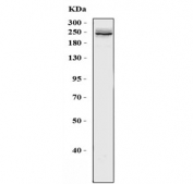 Western blot testing of human HepG2 cell lysate with DSP antibody at 0.5ug/ml. Predicted molecular weight: ~332 kDa (isoform DPI), ~260 kDa (isoform DPII), ~279 kDa (isoform DPIa).