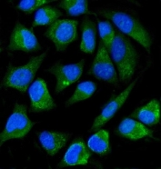 Immunofluorescent staining of FFPE human HeLa cells with Placental Alkaline Phosphatase antibody (green) and DAPI nuclear stain (blue). HIER: steam section in pH6 citrate buffer for 20 min.