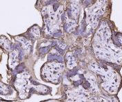IHC staining of FFPE human placental tissue with ANXA4 antibody. HIER: boil tissue sections in pH8 EDTA for 20 min and allow to cool before testing.