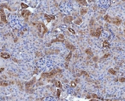 IHC staining of FFPE mouse kidney tissue with ANXA4 antibody. HIER: boil tissue sections in pH8 EDTA for 20 min and allow to cool before testing.
