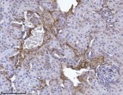 IHC staining of FFPE rat kidney tissue with ANXA4 antibody. HIER: boil tissue sections in pH8 EDTA for 20 min and allow to cool before testing.