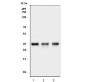 Western blot testing of human 1) K562, 2) Jurkat and 3) HEK293 cell lysate with Ancient ubiquitous protein 1 antibody. Predicted molecular weight: 42-46 kDa.