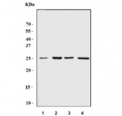Western blot testing of 1) rat C6, 2) rat brain, 3) mouse brain and 4) mouse kidney lysate with Batf2 antibody. Predicted molecular weight ~29 kDa.