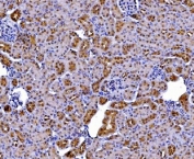 IHC staining of FFPE mouse kidney tissue with Batf2 antibody. HIER: boil tissue sections in pH8 EDTA for 20 min and allow to cool before testing.