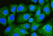 Immunofluorescent staining of FFPE human HepG2 cells with BECN1 antibody (green) and DAPI nuclear stain (blue). HIER: steam section in pH6 citrate buffer for 20 min.