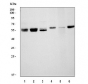 Western blot testing of 1) human 293T, 2) human HeLa, 3) rat kidney, 4) mouse kidney, 5) mouse RAW264.7 and 6) mouse NIH 3T3 lysate with BECN1 antibody. Predicted molecular weight ~52 kDa.