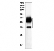 Western blot testing of human HepG2 cell lysate with CD147 antibody. Expected molecular weight: 27-66 kDa depending on level of glycosylation.
