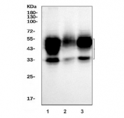 Western blot testing of human 1) HeLa, 2) Jurkat and 3) HepG2 cell lysate with CD147 antibody. Expected molecular weight: 27-66 kDa depending on level of glycosylation.