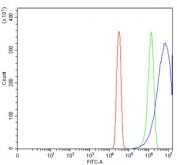 Flow cytometry testing of human SiHa cells with EIF5 antibody at 1ug/million cells (blocked with goat sera); Red=cells alone, Green=isotype control, Blue= EIF5 antibody.