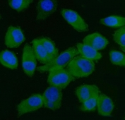 Immunofluorescent staining of FFPE human PC-3 cells with EIF5 antibody (green) and DAPI nuclear stain (blue). HIER: steam section in pH6 citrate buffer for 20 min.