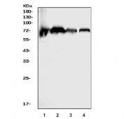 Western blot testing of human 1) placenta, 2) HeLa, 3) PC-3 and 4) Caco-2 cell lysate with CD55 antibody. Observed molecular weight: 41~70 kDa depending on glycosylation level.