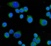 Immunofluorescent staining of FFPE human SiHa cells with CD55 antibody (green) and DAPI nuclear stain (blue). HIER: steam section in pH6 citrate buffer for 20 min.