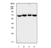 Western blot testing of human 1) placenta, 2) MCF7, 3) SK-O-V3 and 4) MDA-MB-453 cell lysate with PPARG antibody. Predicted molecular weight: 54-57 kDa, observed here at ~67 kDa.