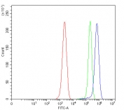 Flow cytometry testing of mouse ANA-1 cells with CDK2 antibody at 1ug/million cells (blocked with goat sera); Red=cells alone, Green=isotype control, Blue= CDK2 antibody.